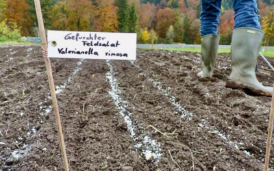 Ein Anbau für viele Geschmäcker – da ist für alle was dabei!
