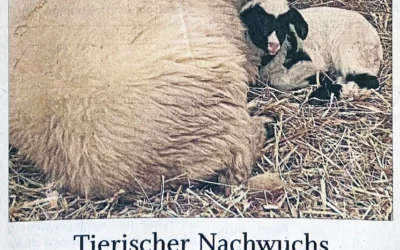 Tierischer Nachwuchs bei Haus Hohenfried